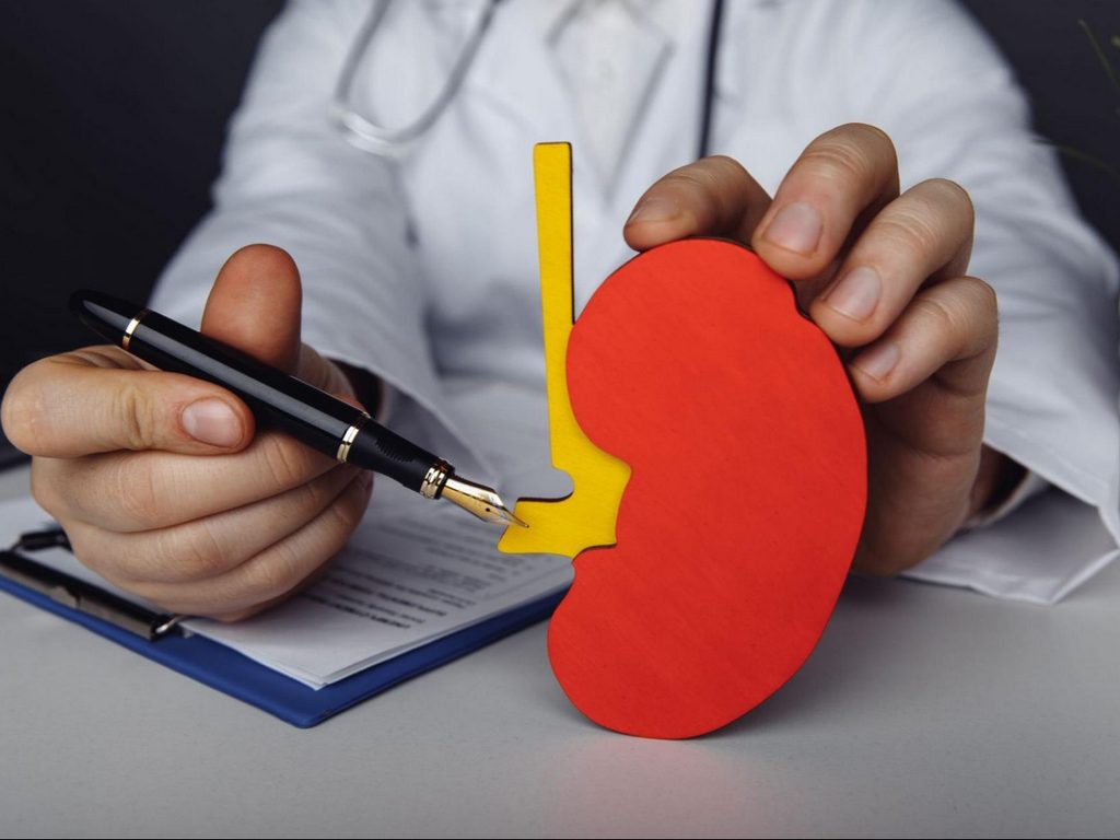 Тихие стражи вашего здоровья. Почему важно заботиться о почках