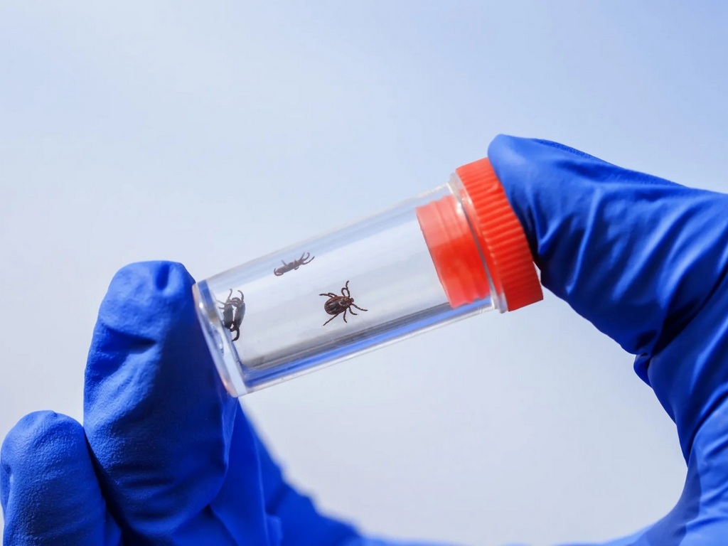 Клещи весной: меры профилактики и правила извлечения